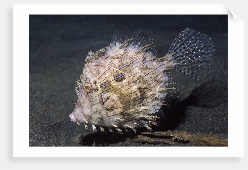 Leafy Filefish by Anonymous