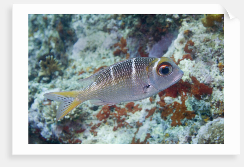 Humpnose Bigeye Bream sub-adult by Anonymous