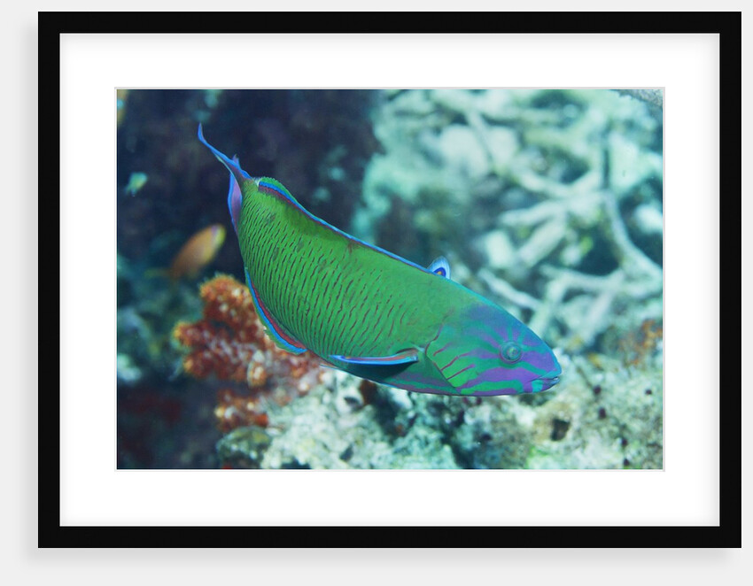 Chain-Lined Wrasse by Anonymous
