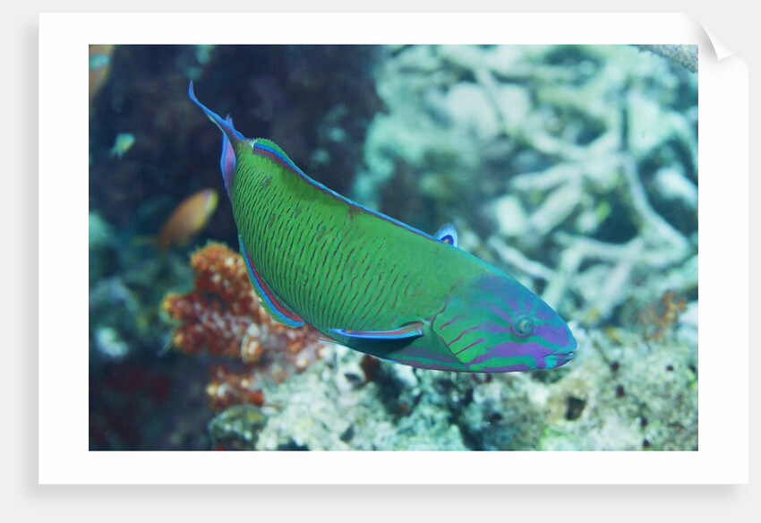 Chain-Lined Wrasse by Anonymous