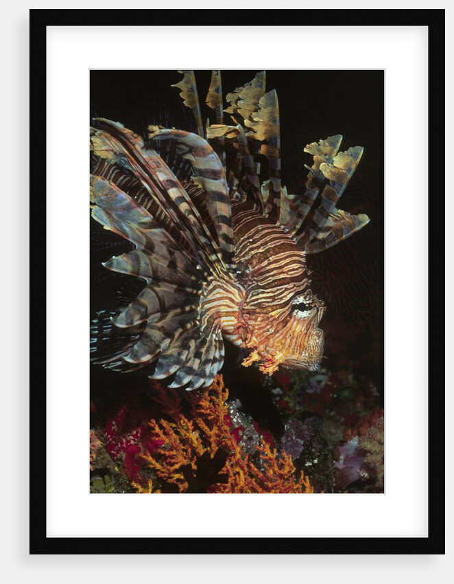 Common Lionfish closeup by Anonymous