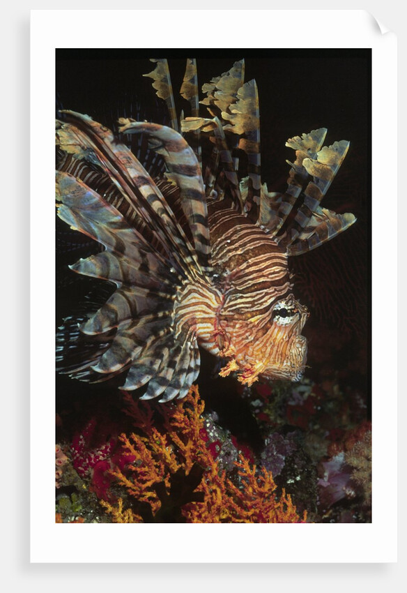 Common Lionfish closeup by Anonymous