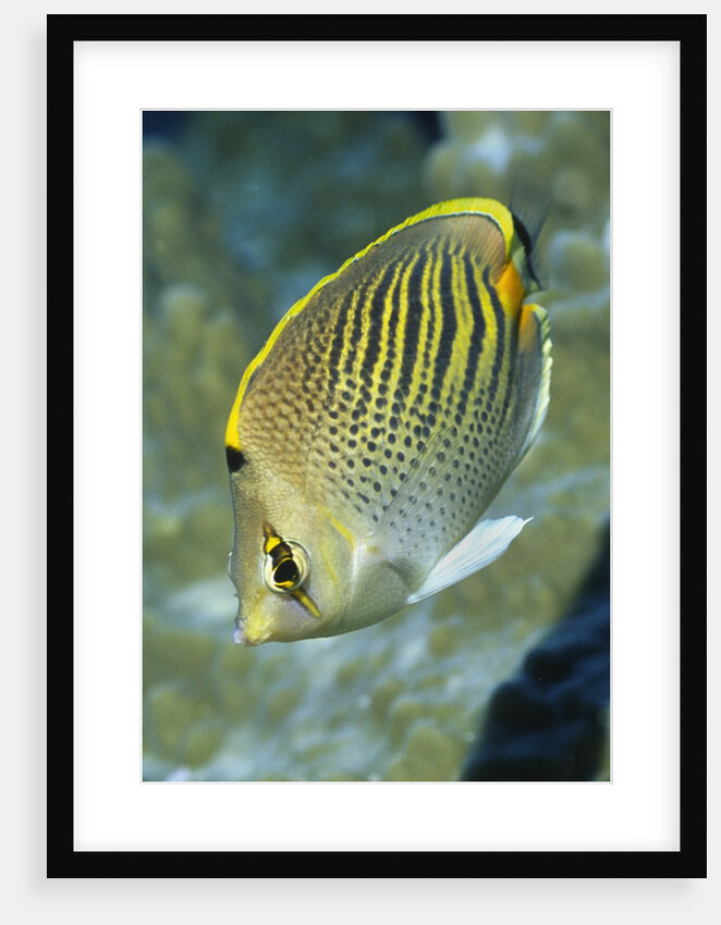 Dot & Dash Butterflyfish by Anonymous