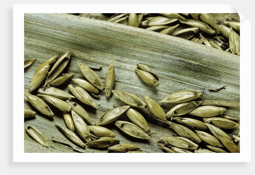 Bambusa arundinacea (bamboo) - seeds by Anonymous