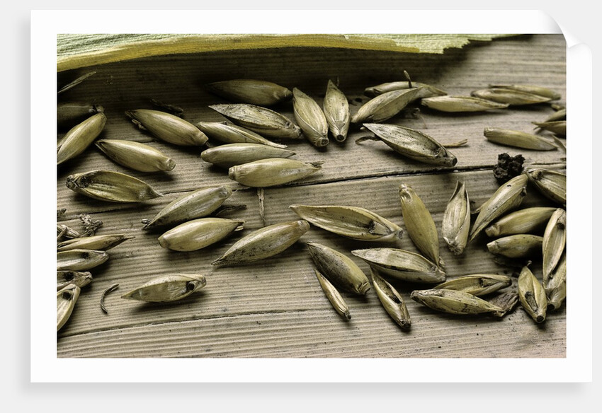 Bambusa arundinacea (bamboo) - seeds by Anonymous