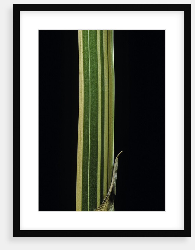 Bambusa multiplex 'Alphonse Karr' (bamboo) - shoot by Anonymous
