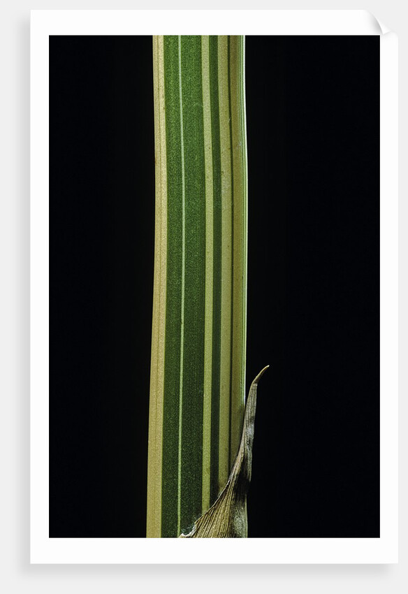 Bambusa multiplex 'Alphonse Karr' (bamboo) - shoot by Anonymous