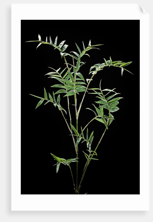 Bambusa multiplex 'Fernleaf' (bamboo) by Anonymous