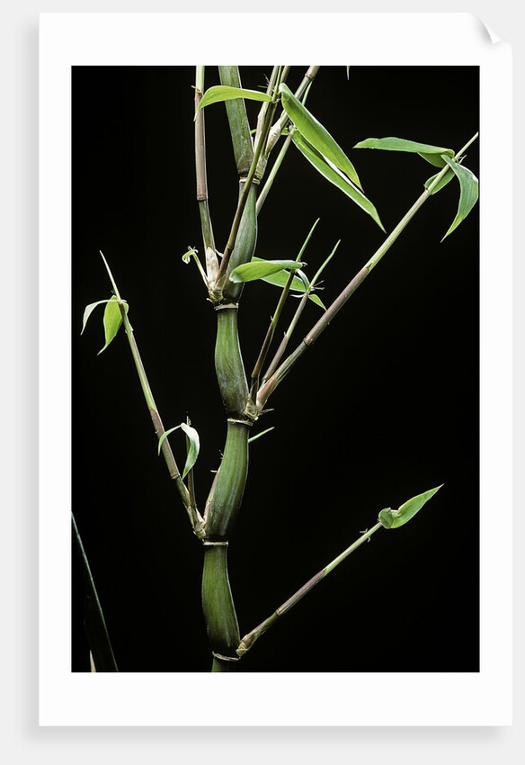 Bambusa ventricosa (Buddha's-belly bamboo) by Anonymous