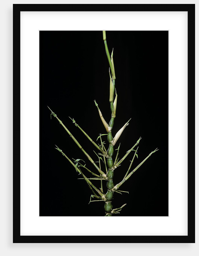 Bambusa ventricosa (Buddha's-belly bamboo) - young culm by Anonymous
