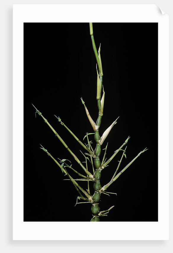 Bambusa ventricosa (Buddha's-belly bamboo) - young culm by Anonymous