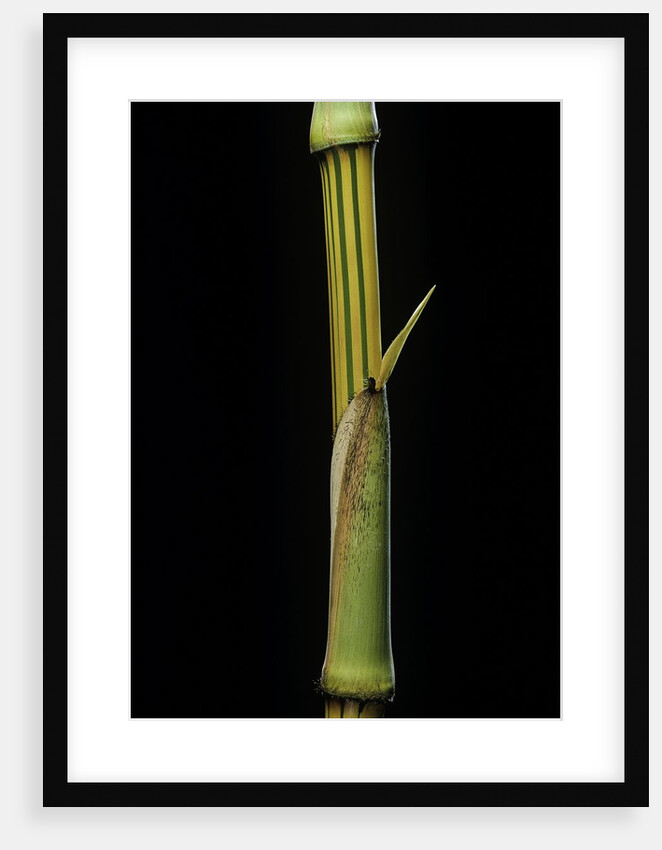 Bambusa vulgaris 'Vittata' (painted bamboo) by Anonymous