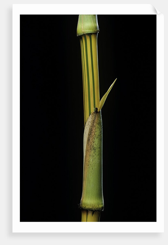 Bambusa vulgaris 'Vittata' (painted bamboo) by Anonymous