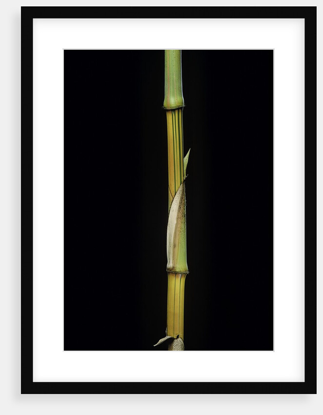 Bambusa vulgaris 'Vittata' (painted bamboo) by Anonymous