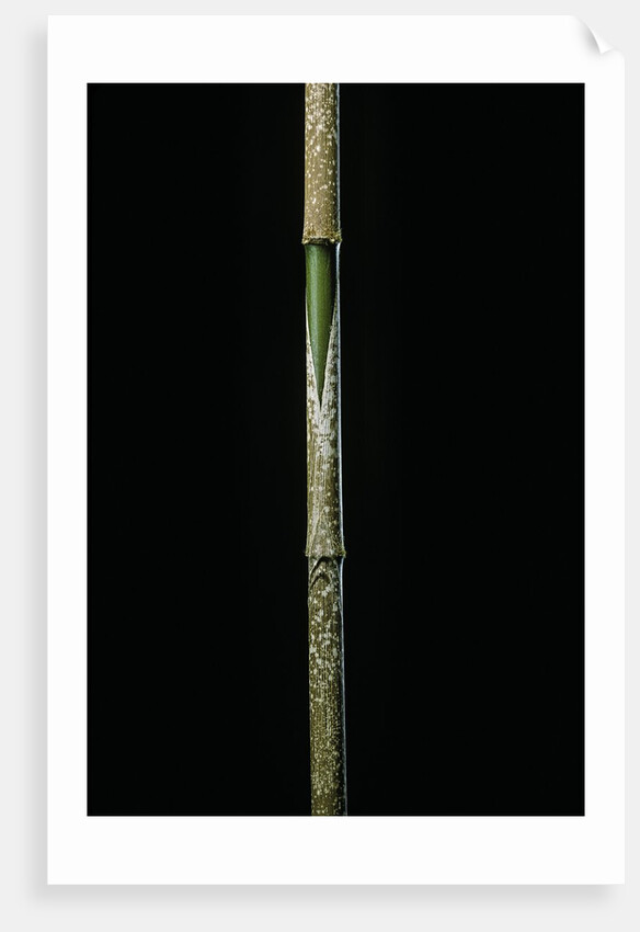 Chimonobambusa marmorea (marble bamboo) - young culm by Anonymous