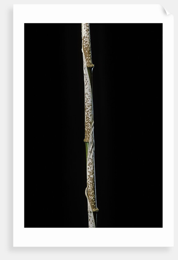 Chimonobambusa marmorea (marble bamboo) - young culm by Anonymous