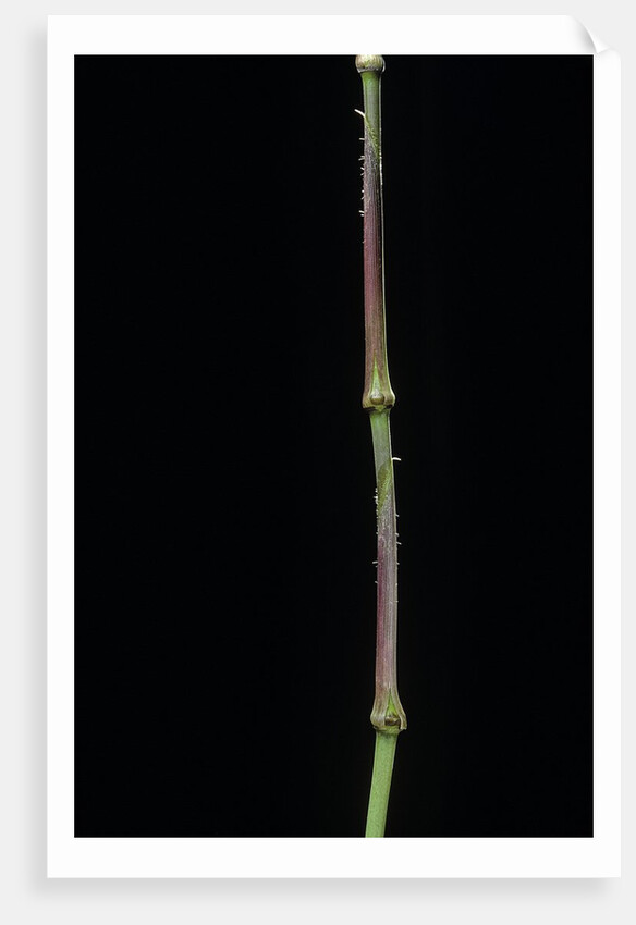 Chimonobambusa tumidissinoda (walking stick bamboo) by Anonymous