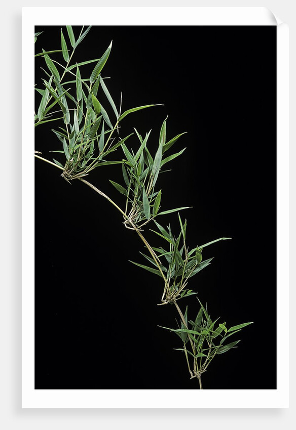 Chusquea quila (bamboo) by Anonymous