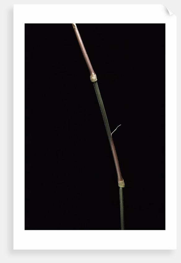 Dinochloa scandens (Java climbing bamboo) - shoot by Anonymous