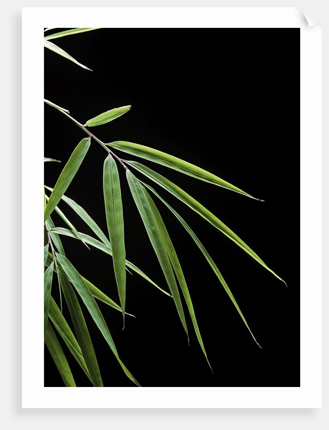Drepanostachyum falcatum (Slender bamboo) - leaf by Anonymous