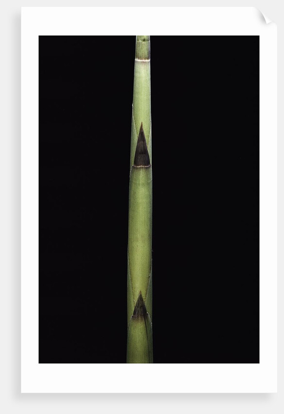 Fargesia utilis (bamboo) - shoot by Anonymous
