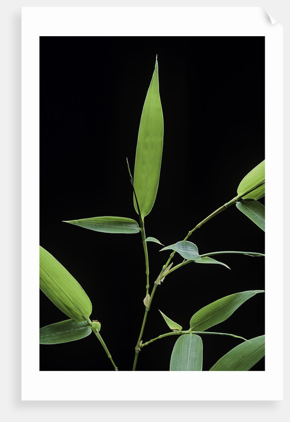 Bamboo leaf by Anonymous