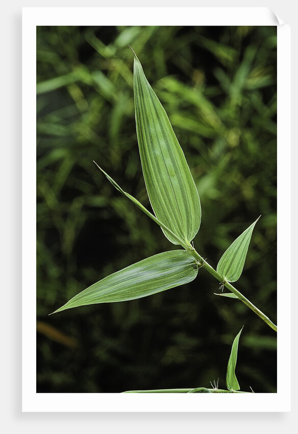 Bamboo leaf by Anonymous