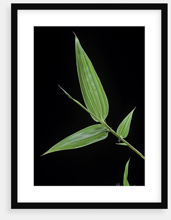 Bamboo leaf by Anonymous