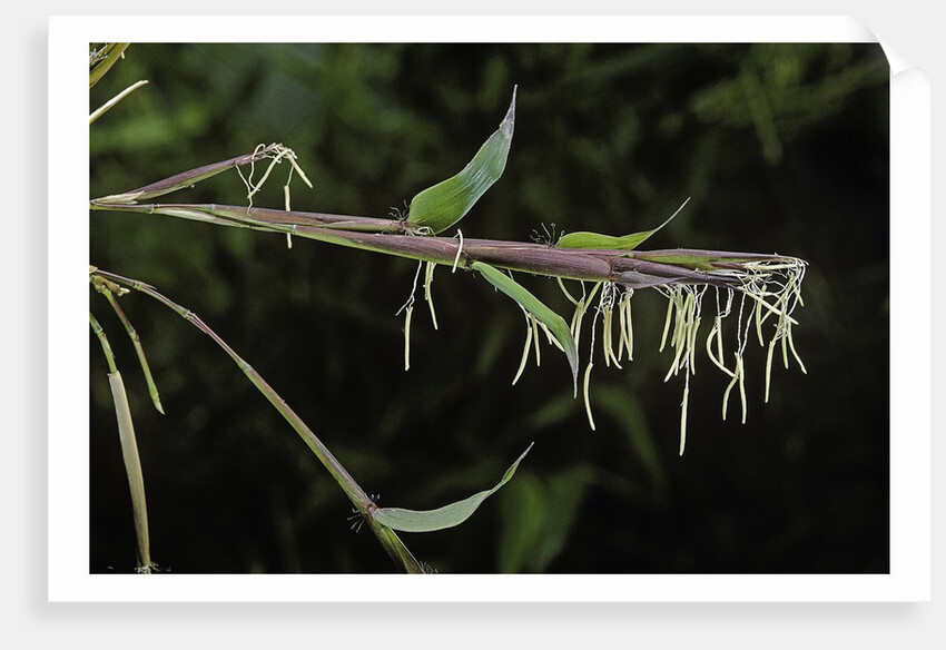 Bamboo flower by Anonymous