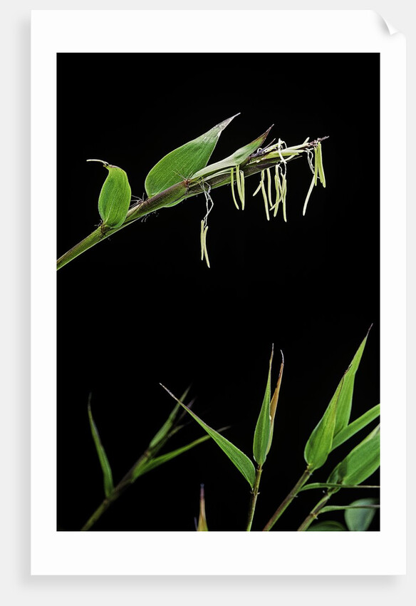 Bamboo flower by Anonymous