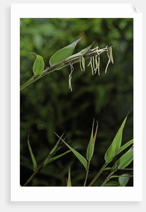 Bamboo flower by Anonymous