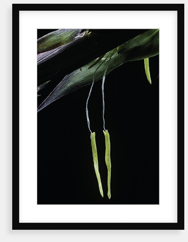 Bamboo flower by Anonymous