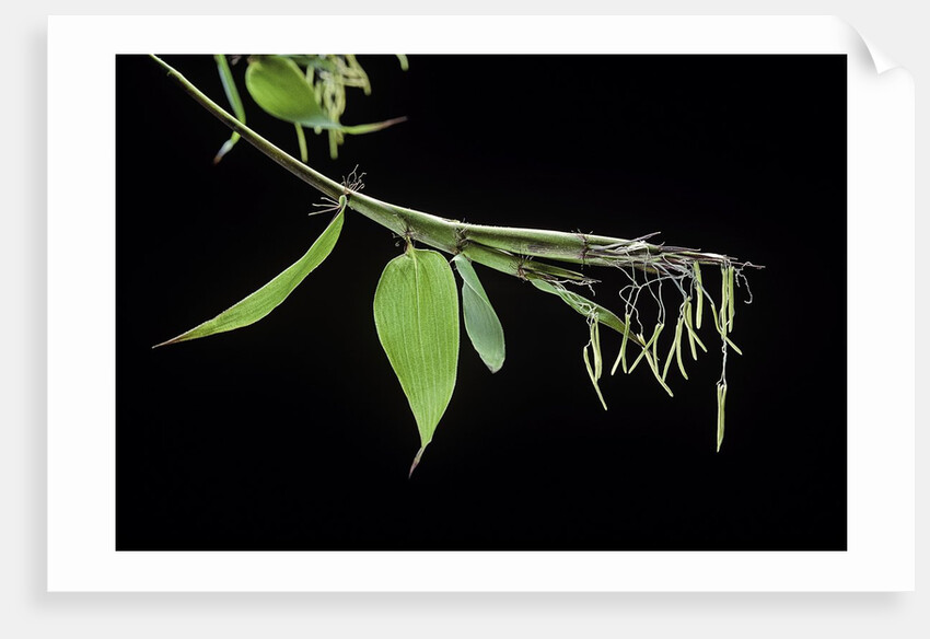 Bamboo flower by Anonymous