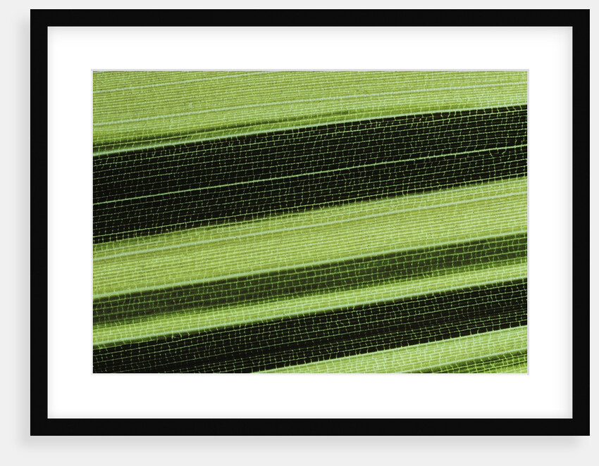 Hibanobambusa tranquillans 'Shiroshima' (Shiro-shima-inyÃinyouchikuzoku, bamboo) - leaf by Anonymous