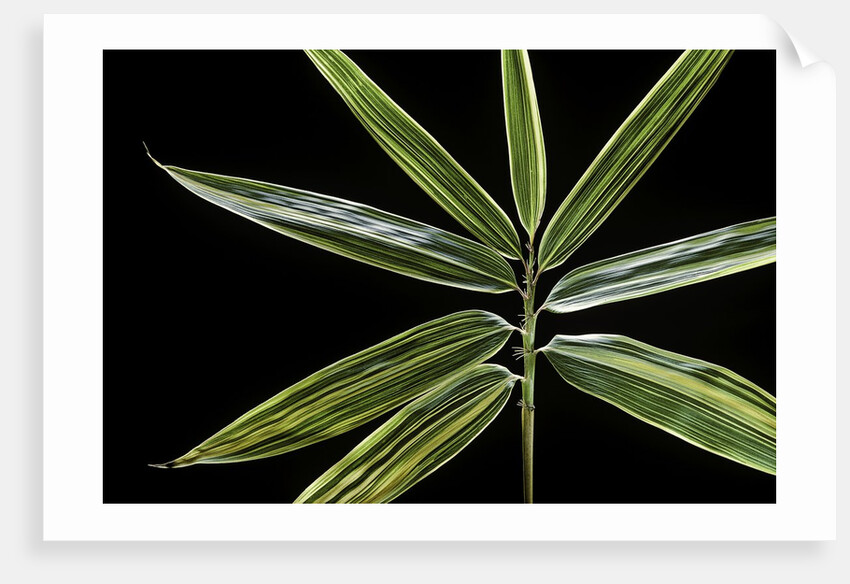 Hibanobambusa tranquillans 'Shiroshima' (Shiro-shima-inyÃinyouchikuzoku, bamboo) - leaf by Anonymous