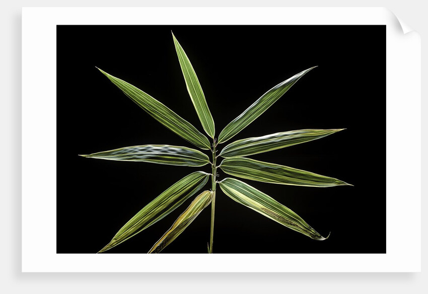 Hibanobambusa tranquillans 'Shiroshima' (Shiro-shima-inyÃinyouchikuzoku, bamboo) - leaf by Anonymous
