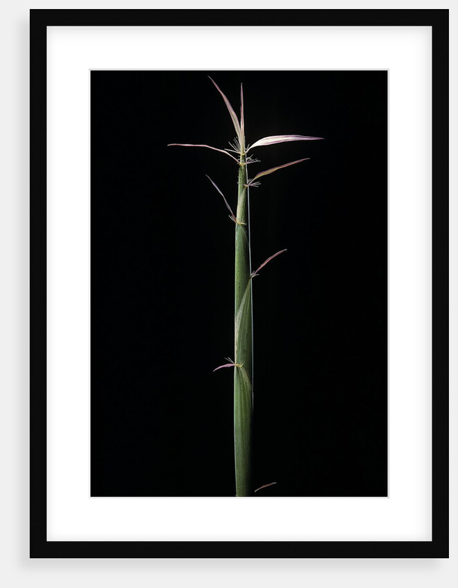 Hibanobambusa tranquillans 'Shiroshima' (Shiro-shima-inyÃinyouchikuzoku, bamboo) - shoot by Anonymous
