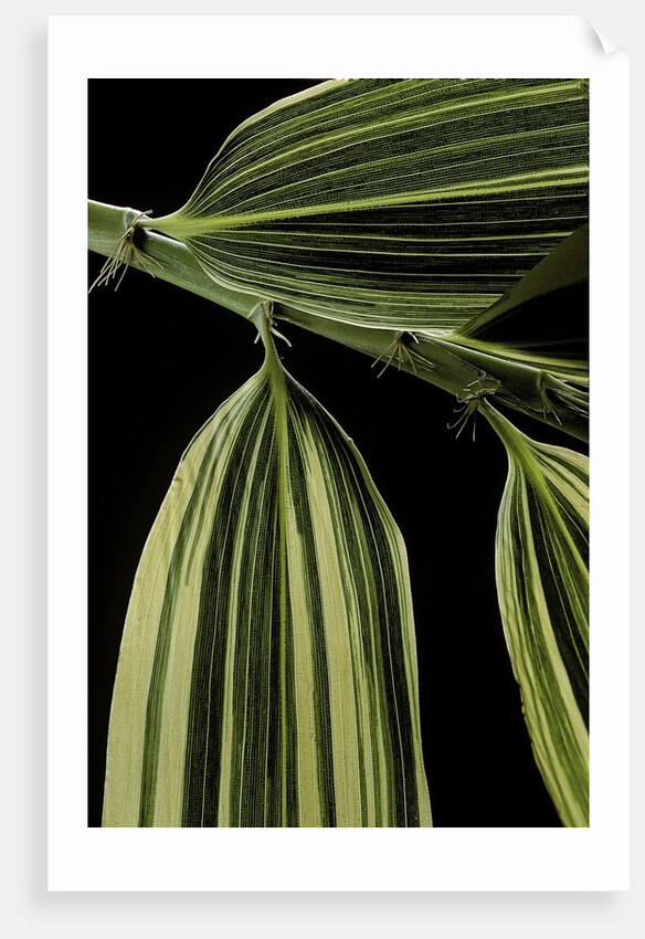 Hibanobambusa tranquillans 'Shiroshima' (Shiro-shima-inyÃinyouchikuzoku, bamboo) - leaf by Anonymous