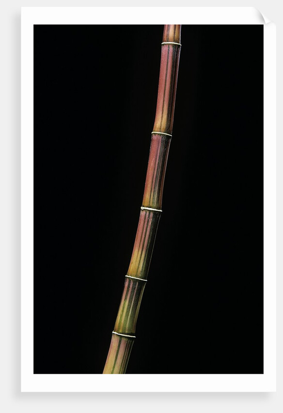 Himalayacalamus hookerianus 'Damarapa' (blue bamboo) by Anonymous