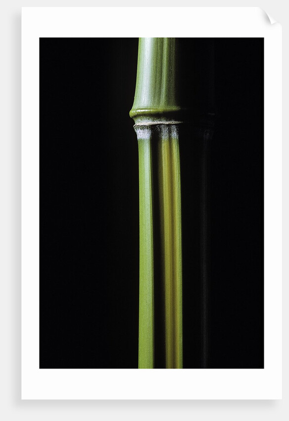 Phyllostachys arcana 'Luteosulcata' (bamboo) by Anonymous