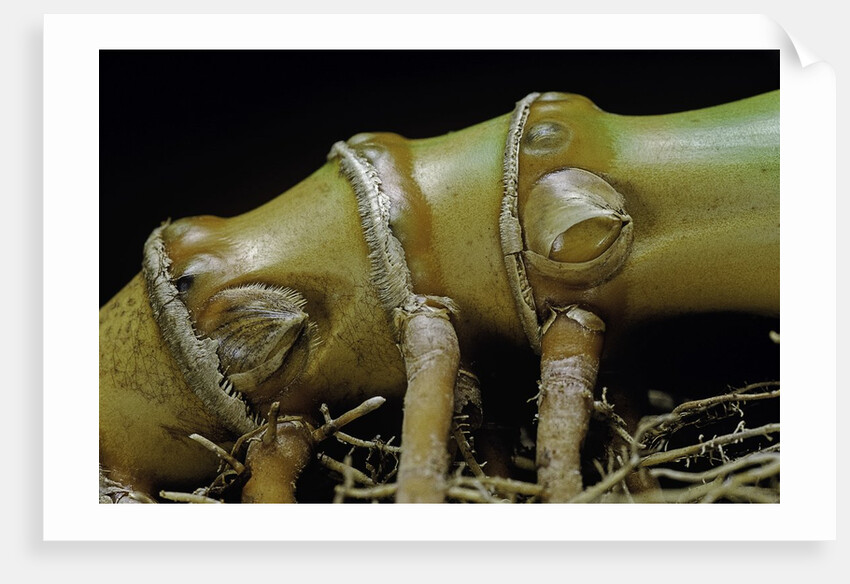 Phyllostachys aurea (golden bamboo, fish-pole bamboo) - rhizome bud by Anonymous