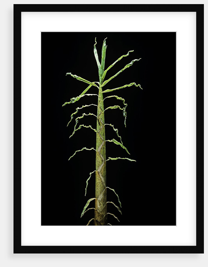 Phyllostachys aurea (golden bamboo, fish-pole bamboo) - shoot by Anonymous