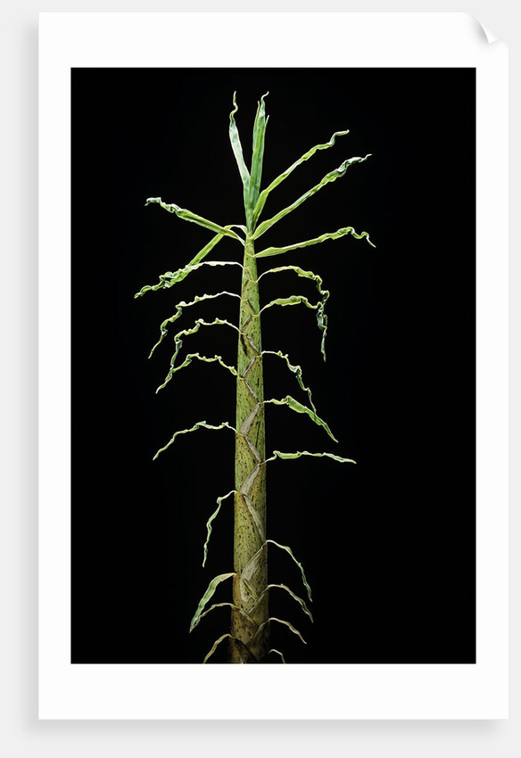 Phyllostachys aurea (golden bamboo, fish-pole bamboo) - shoot by Anonymous