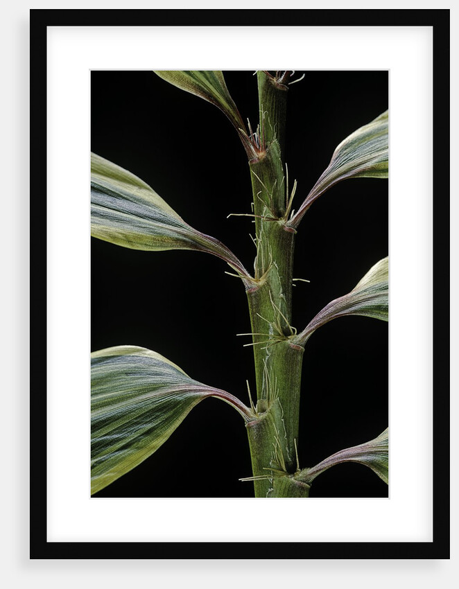 Hibanobambusa tranquillans 'Shiroshima' (Shiro-shima-inyÃinyouchikuzoku, bamboo) by Anonymous