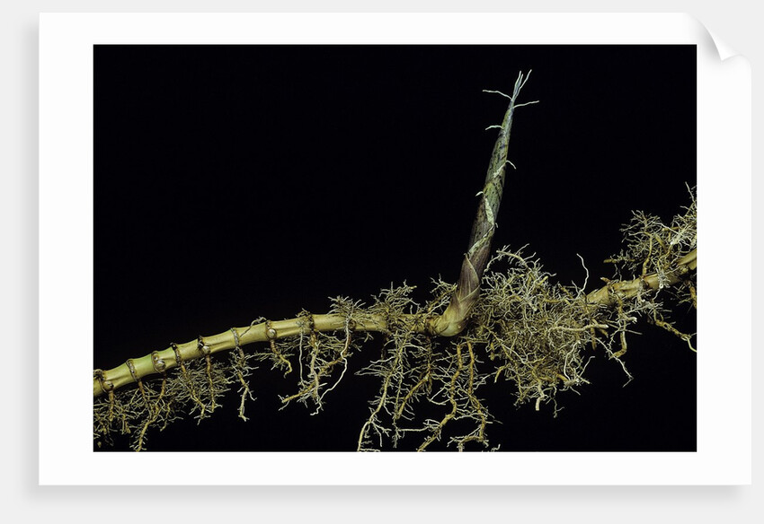 Phyllostachys aurea (golden bambou, fish-pole bamboo) - shoot on rhizome by Anonymous