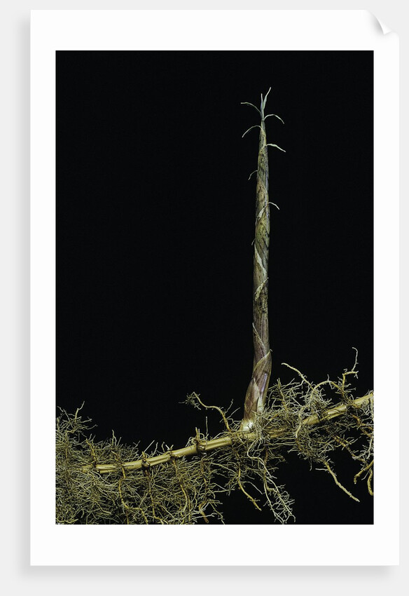 Phyllostachys aurea (golden bambou, fish-pole bamboo) - shoot on rhizome by Anonymous