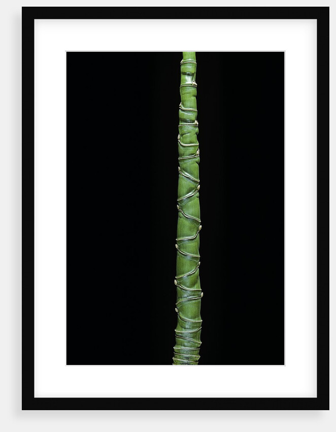 Phyllostachys aurea (golden bamboo, fish-pole bamboo) by Anonymous