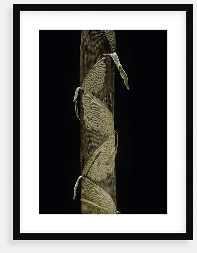 Phyllostachys aurea (golden bamboo, fish-pole bamboo) - shoot by Anonymous