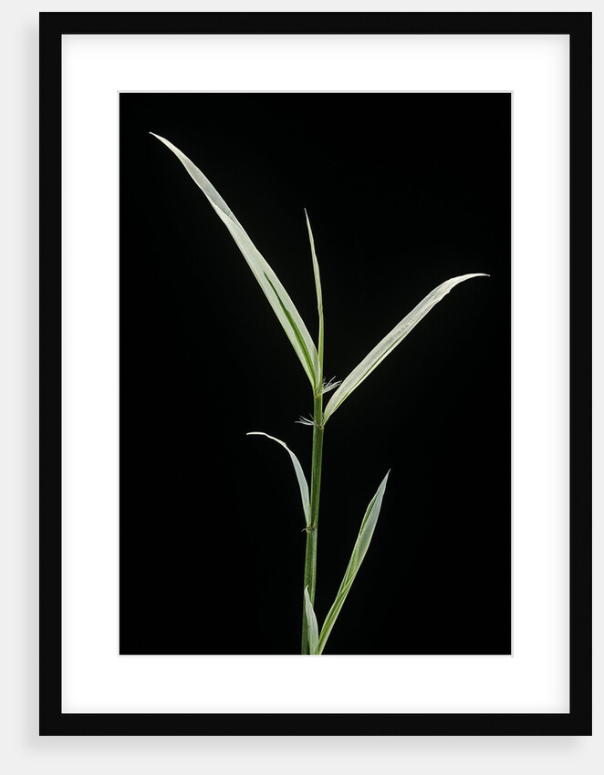 Phyllostachys aurea 'Albovariegata' (golden bamboo, fish-pole bamboo) by Anonymous