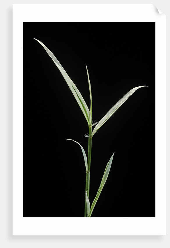 Phyllostachys aurea 'Albovariegata' (golden bamboo, fish-pole bamboo) by Anonymous
